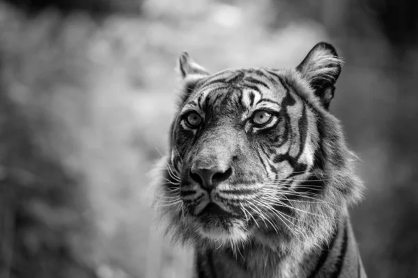 Porträtt Sumatran Tiger Svart Och Vitt Markera — Stockfoto