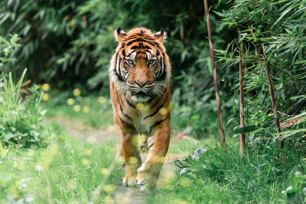 Portrét Sumatranského Tygra Venku — Stock fotografie