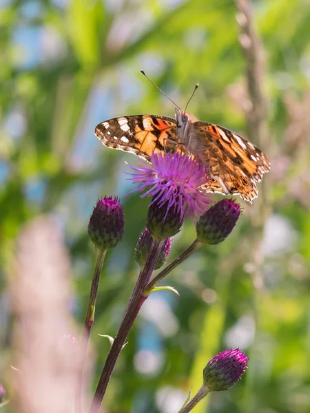 Schöner Schmetterling Auf Einer Lila Blume — Stockfoto