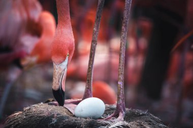 Anne flamingo ve yumurtası.
