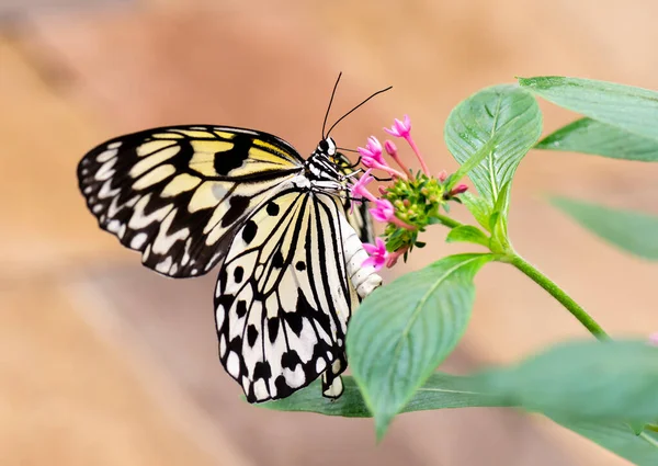 Papierowy Latawiec Motyl Kwiatku — Zdjęcie stockowe