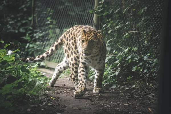 Passeio Leopardo — Fotografia de Stock