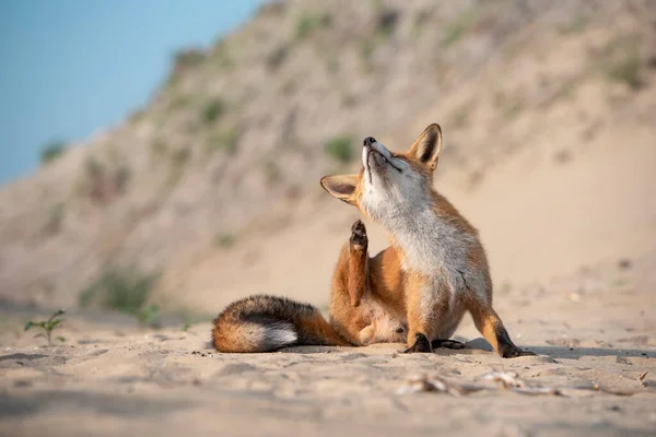 Fox is itchy and scratches