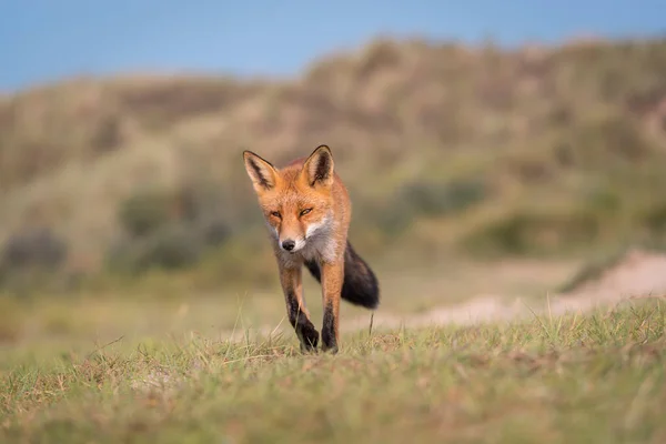 Red fox walking towards the camera