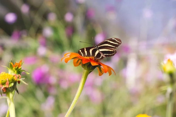 花に熱帯蝶 ゼブラロングウィングまたはゼブラヘリオニクス — ストック写真