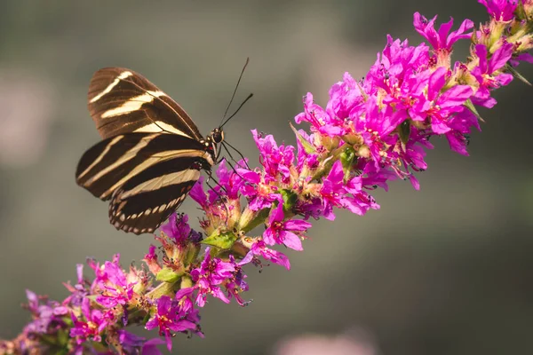 ゼブラロングウィングまたはゼブラヘリコニアンと呼ばれる花に熱帯蝶 — ストック写真
