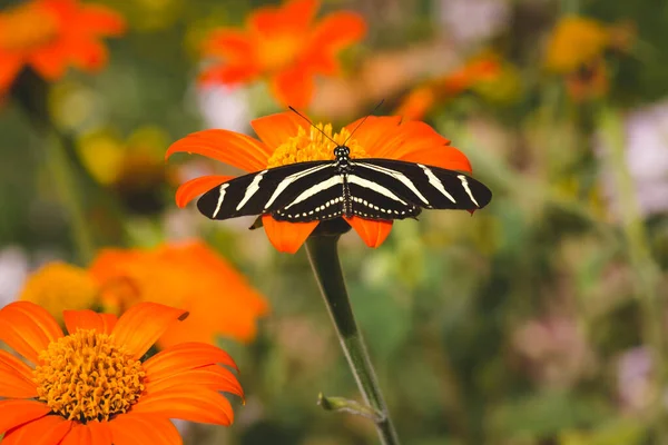 Mariposa Tropical Sobre Una Flor Cebra Longwing Cebra Heliconiana — Foto de Stock