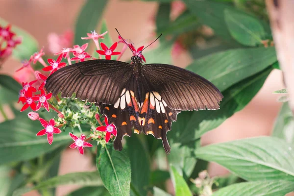 Piękny Motyl Kwiatku Wspólny Mormon — Zdjęcie stockowe