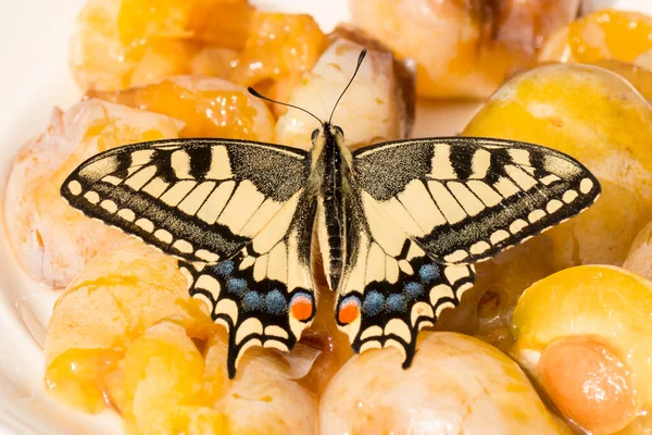 Alte Welt Schwalbenschwanz Trinkt Früchte Papilio Machaon — Stockfoto