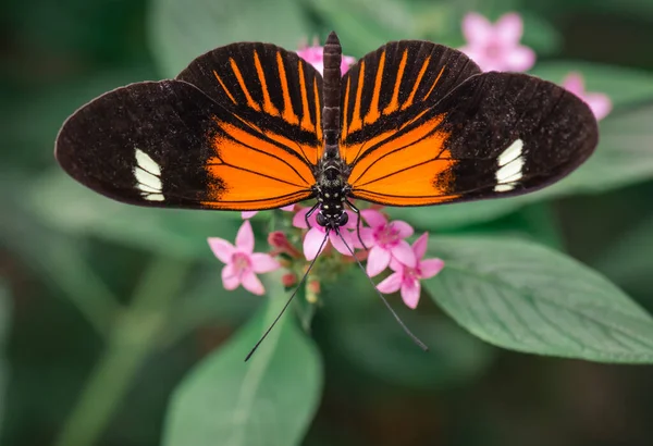Hermosa Mariposa Tropical Una Flor — Foto de Stock