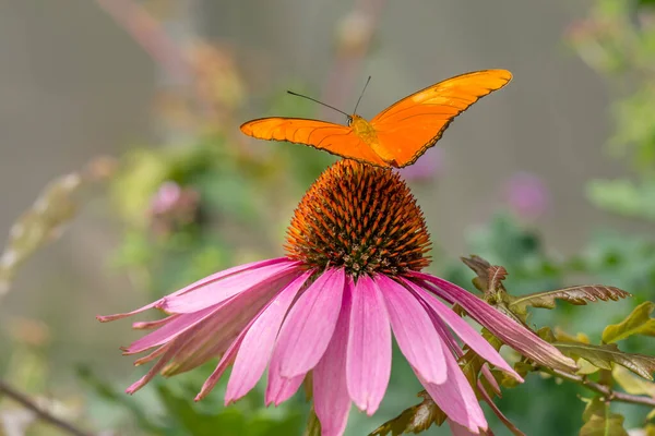 Oranger Schmetterling Auf Einer Blume Julia Schmetterling Dryas Iulia — Stockfoto