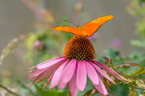 Borboleta Cor Laranja Uma Flor Julia Borboleta Dryas Iulia — Fotografia de Stock