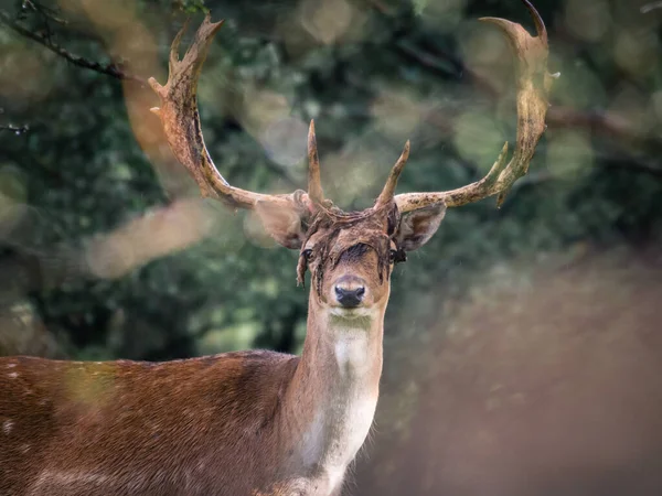 Mooi Gewei Van Het Hert Tijdens Bronstseizoen — Stockfoto