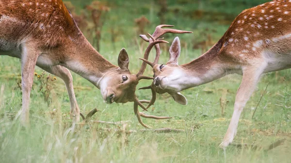 森の鹿と戦う — ストック写真