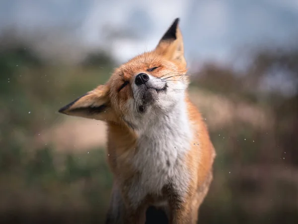 Red Fox Shakes Nature — Stock Photo, Image