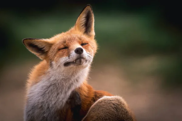 Beautiful Red Fox Morning Sun — Stock Photo, Image