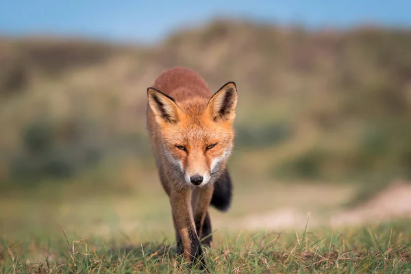 Rotfuchs Läuft Den Dünen Weicher Hintergrund — Stockfoto