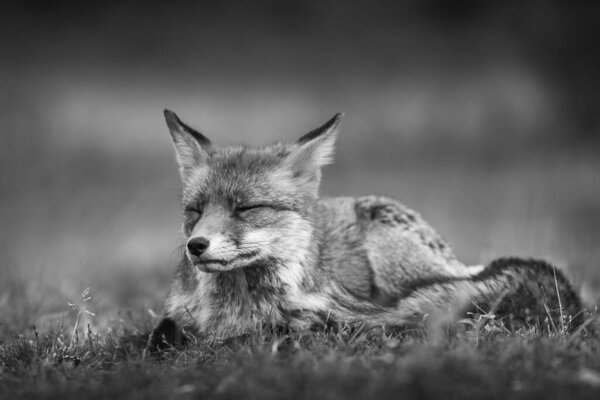 Black and white photo of a fox in nature