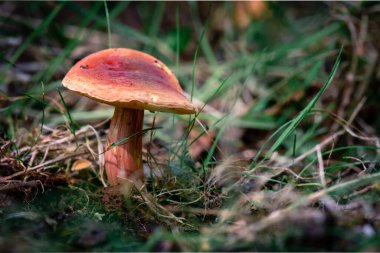 Parkta kırmızı boletus (boletus rubellus))