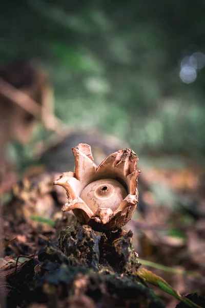 Collared Earthstar Green Background — Stock Photo, Image