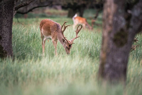 森の中で食べ物を探している草の中の鹿の放牧 データ ラストシーズン — ストック写真
