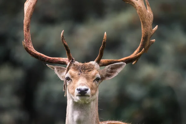 Head Deer Bleeding Antlers Dama Dama Rut Season — Stock Photo, Image