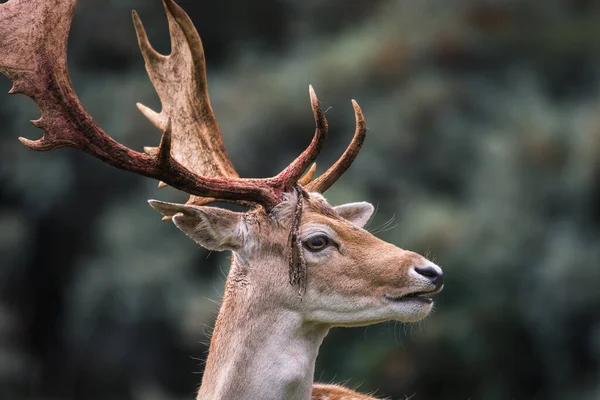 Hoofd Van Een Hert Met Bloedend Gewei Dama Dama Bronstseizoen — Stockfoto