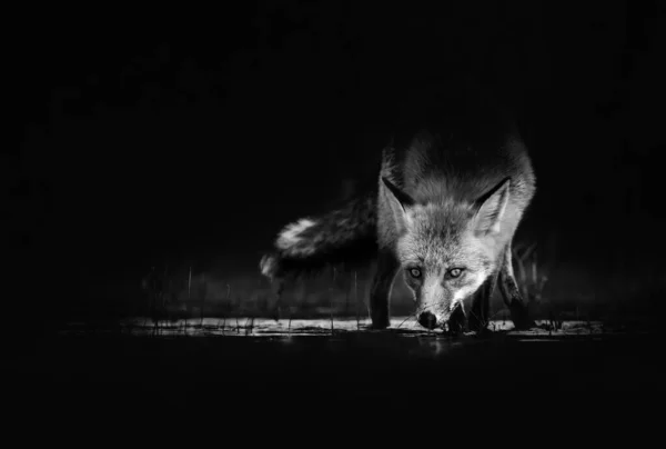 Black and white photo of a fox