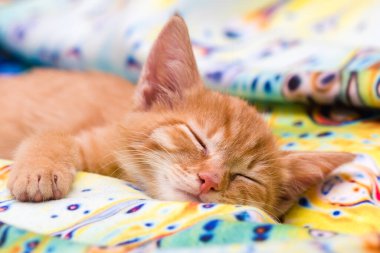 Tatlı turuncu kedi uyuyor.
