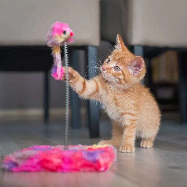 Laranja Gato Brinca Com Seus Brinquedos — Fotografia de Stock