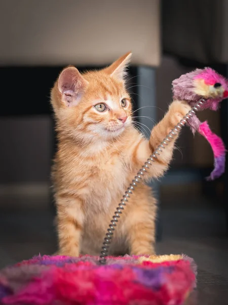 Oranje Kat Speelt Met Zijn Speelgoed — Stockfoto