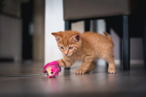 Turuncu kedi oyuncaklarıyla oynuyor.