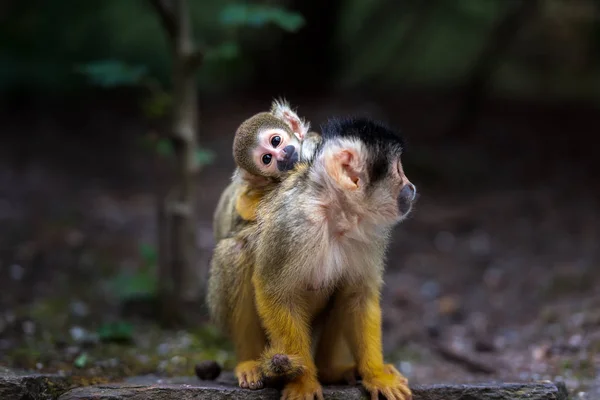 Singe Ecureuil A Capuchon Noir Avec Mignon Petit Bebe En Foret Sauvage A L Exterieur Stock Photo Singe Ecureuil A Capuchon Noir Avec Mignon Petit Bebe En Foret Sauvage A L Exterieur Stock Photo