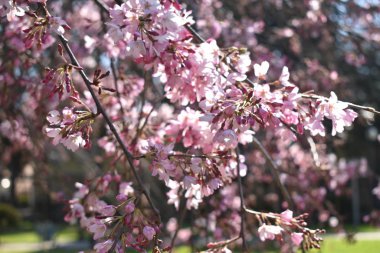 ilkbaharda Japon kiraz ağacı