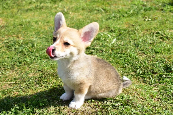 Trochę Corgi Jest Lizanie Jego Nos — Zdjęcie stockowe