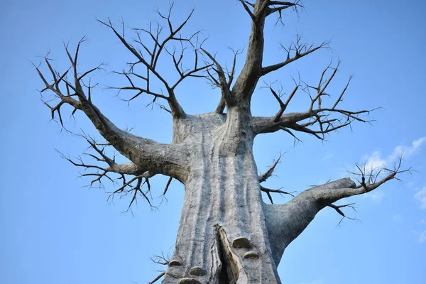 Riesenbaum Ragt Die Sonne — Stockfoto