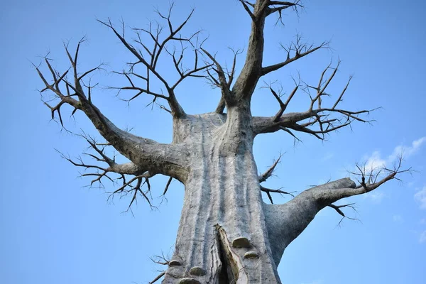 Arbre Géant Atteint Soleil — Photo