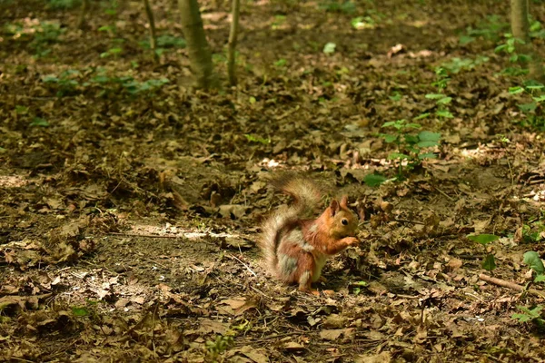 Rotes Eichhörnchen Frisst Etwas — Stockfoto