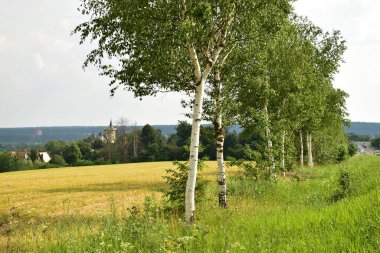 Huş ve alan ile peyzaj