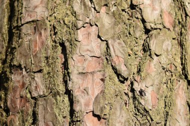 Meşe ağacının gövdesi ve kabuğu