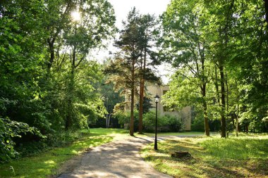 Güneş ağaçlardan dışarı bakıyor