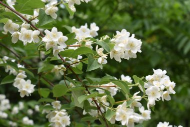  Bahar bahçesinde Yasemin çalılar