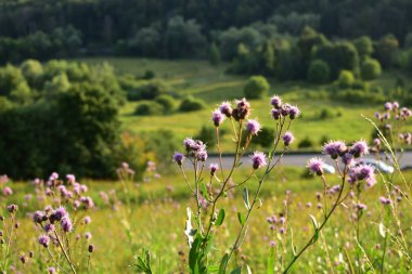 tarlada mor çiçekler