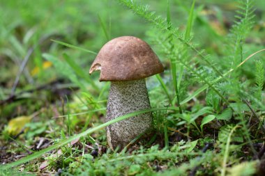 Çimenlerde küçük huş mantarı