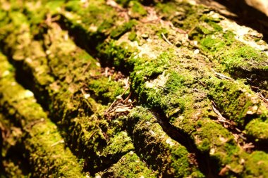 Yeşil yosunlu yaşlı ağaç kabuğu