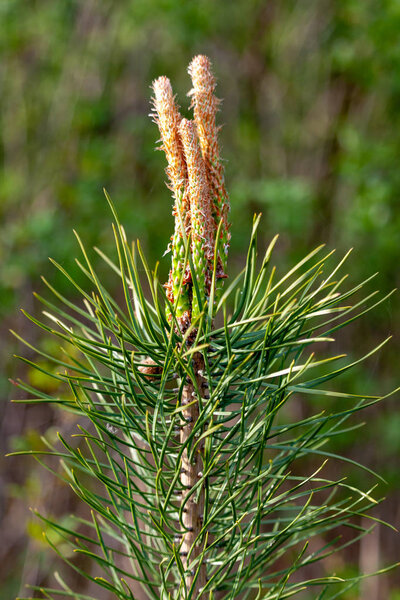 Макрожизнь в лесу
