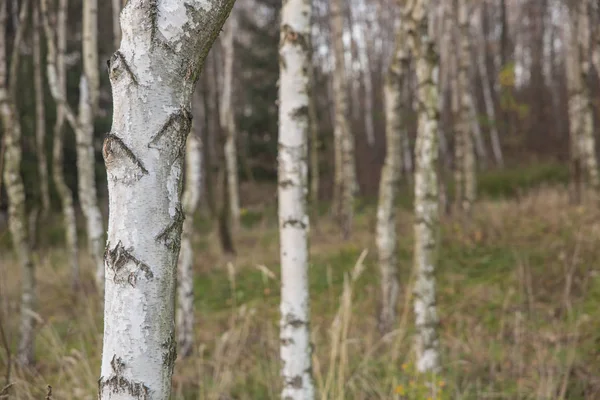 Närbild Vit Björk Stammar Gult Och Grönt Gräs Bakgrund Skogen — Stockfoto