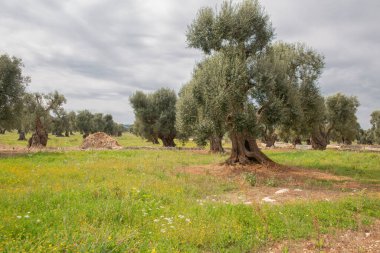 Güney İtalya, Apulia 'da güneşli bir bahar gününde zeytin ağacı koruluğu