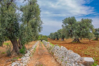 Güney İtalya 'da zeytin koruluğunun karşısındaki Rocky yolu.