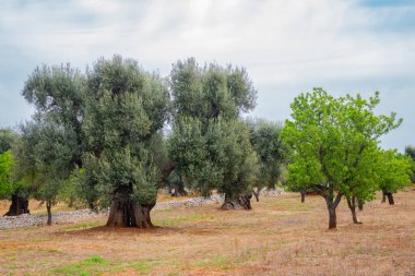 Güney İtalya, Apulia 'da güneşli bir bahar gününde zeytin ağacı koruluğu